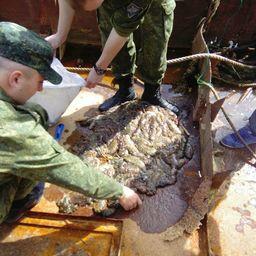 На Сахалине пограничники задержали группу, нелегально добывавшую трепанга. Фото пресс-службы ПУ ФСБ России по Сахалинской области