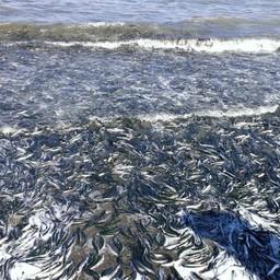 Нерестовая мойва, выброшенная прибоем на берег. Фото пресс-службы СахНИРО
