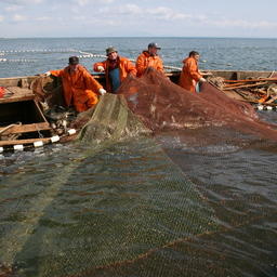 Добыча лосося ставными неводами на Сахалине