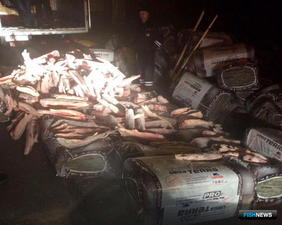 Почти 1,5 тонны русского осетра нашли полицейские Астраханской области в тайнике грузовика. Фото пресс-службы регионального УМВД России