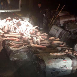 Почти 1,5 тонны русского осетра нашли полицейские Астраханской области в тайнике грузовика. Фото пресс-службы регионального УМВД России