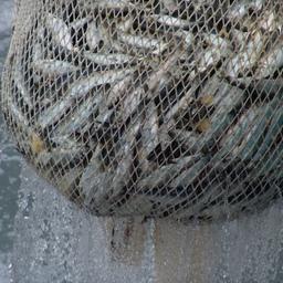 Промысел сельди у Западной Камчатки. Фото пресс-службы Росрыболовства