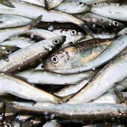 Этой весной рыбопромышленники Калининградской области добыли более 330 тонн корюшки. Фото пресс-службы правительства региона