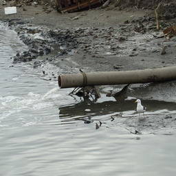 Сброс сточной воды с рыбозавода на Камчатке