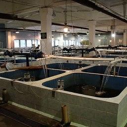 Рыбоводный завод в Республике Карелия. Фото пресс-службы главы региона