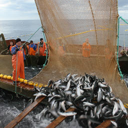 Лососевый улов на Камчатке превысил 377 тыс. тонн