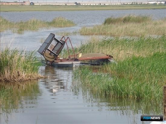 В озерах Новосибирской области рыбохозяйственные организации традиционно добывают гаммаруса. Фото регионального департамента природных ресурсов и охраны окружающей среды