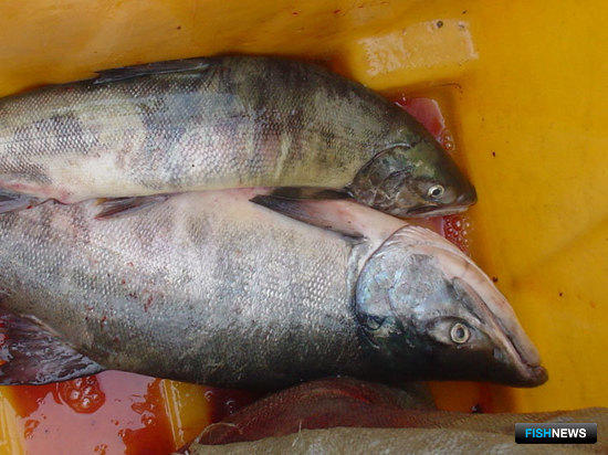 Рыболовы Сахалинской области смогут легально продавать свою добычу