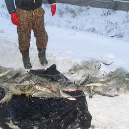 Всего изъято свыше 200 рыбин. Фото пресс-службы МВД РФ