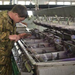 Икринки выдерживаются 5-10 дней в инкубационном аппарате. Фото предоставлено пресс-службой Волго-Каспийского теруправления Росрыболовства.