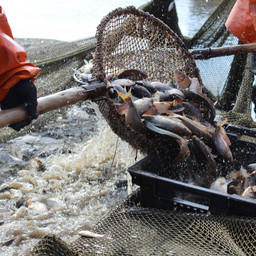 В Нижегородской области растет производство товарной рыбы. Фото пресс-службы регионального комитета госохотнадзора