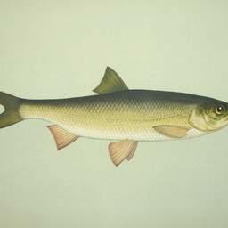 Кутум относится к анадромным видам рыб