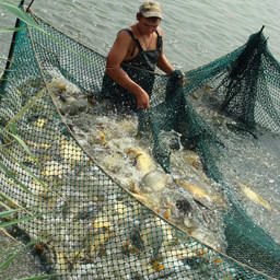 Рыбоводное хозяйство в Ростовской области