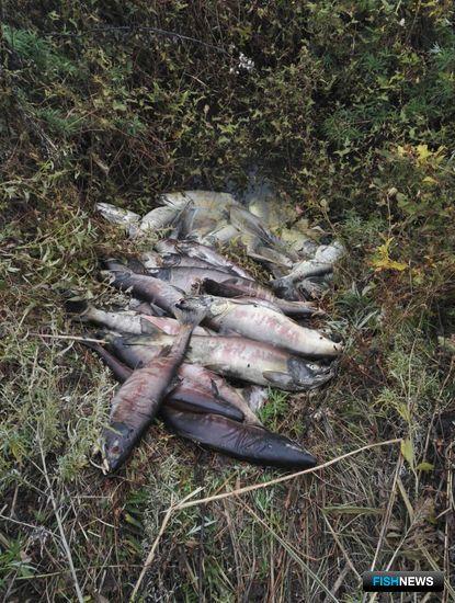Неучтенную рыбу спрятали неподалеку в лесу. Фото пресс-группы Пограничного управления ФСБ России по Приморскому краю