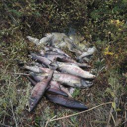 Неучтенную рыбу спрятали неподалеку в лесу. Фото пресс-группы Пограничного управления ФСБ России по Приморскому краю