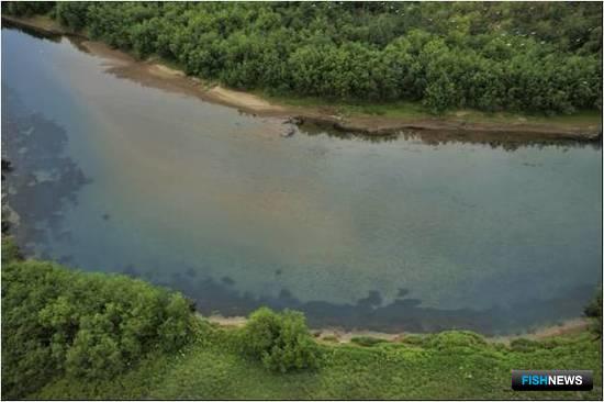 Преднерестовые скопления горбуши в реке Тымлат. Фото пресс-службы КамчатНИРО