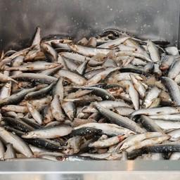 Рыбопромышленникам Ямала предполагается выплатить более 770 млн рублей господдержки. Фото пресс-службы правительства ЯНАО