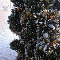Власти Севастополя собираются разрешить разведение мидий на особо охраняемых природных территориях в Черном море. Фото пресс-центра городского департамента сельского хозяйства