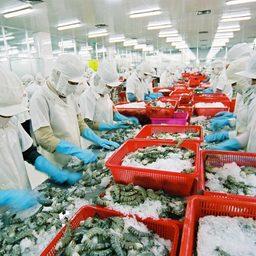 Переработка рыбы и морепродуктов во Вьетнаме страдает из-за жестких антиковидных мер. Фото VASEP