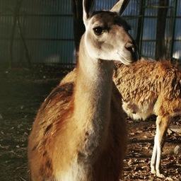 Постоянные посетители зоопарка знают, что от ламы Федьки может прилететь не только воздушный поцелуй. Фото из Instagram зоопарка «Садгород»
