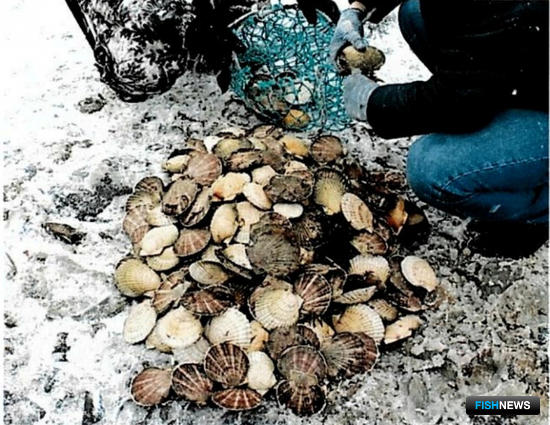 Около 2 тыс. незаконно добытых гребешков изъяли у браконьеров в бухте Шепалово. Фото пресс-службы Управления на транспорте МВД России по ДФО