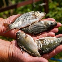 Повышение «сельской» пенсионной выплаты распространяется и на рыбоводов