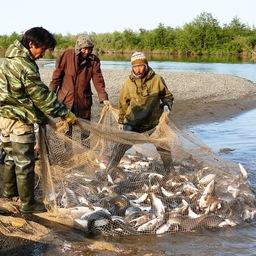 Традиционный рыбный промысел на Чукотке. Фото с сайта raipon.info