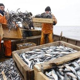 Ненецкие рыбаки на промысле. Фото пресс-службы департамента природных ресурсов, экологии и агропромышленного комплекса НАО