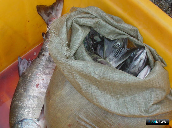 Рыбоохрана сосредоточится на борьбе с крупным браконьерством
