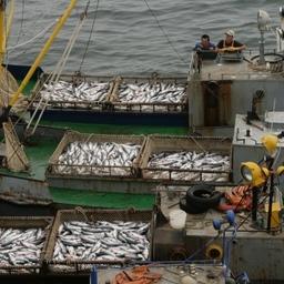 Сдача лососевых уловов на Сахалине