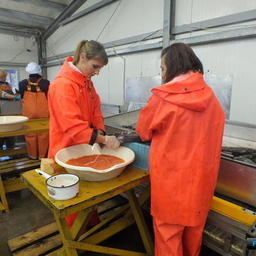 Основная часть лососевых рыбоводных заводов работает в Сахалинской области