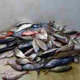 Ученые собирали данные по величине уловов, их видовому составу, биологическим характеристикам рыб. Фото пресс-службы АтлантНИРО