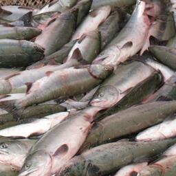 Улов лосося в Сахалинской области