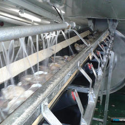 На судовой фабрике гребешок очищается, промывается, превращается в филе, замораживается, глазируется и упаковывается. Фото предоставлено компанией