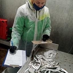 Ученые мониторят промысел на Балтике. Фото пресс-службы АтлантНИРО