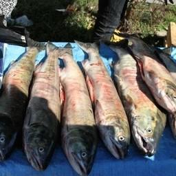 Поправки предусматривают штрафы за незаконную розничную торговлю рыбой и рыбопродукцией. Фото с сайта https://static.mvd.ru