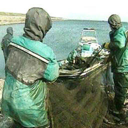 На оздоровление рыбной отрасли острова Чечжу будет потрачено 6,6 млрд. вон