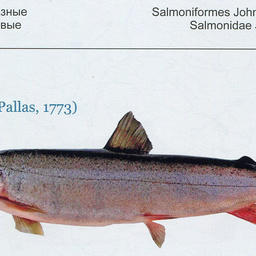 Атлас «Рыбы Амура». Фото пресс-службы WWF России