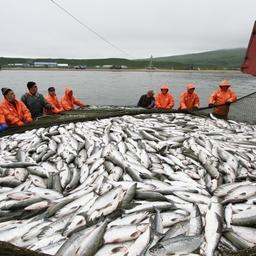 Добыча лосося на Камчатке