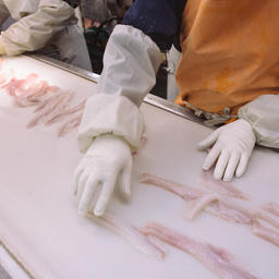 Производство филе минтая на судне Русской рыбопромышленной компании. Фото пресс-службы РРПК