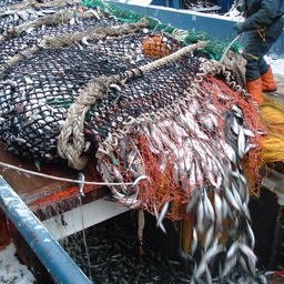 Выливка улова. Фото предоставлено комитетом рыбного хозяйства Хабаровского края