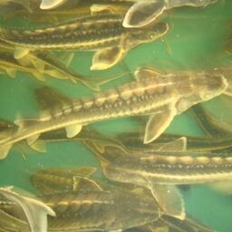 Аграрные вузы государств ЕАЭС запустили совместный онлайн-курс «Выращивание ценных видов рыбы в установках замкнутого водоснабжения»