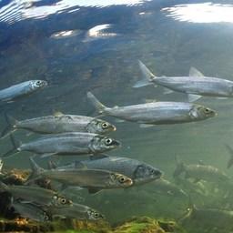 Популяцию байкальского омуля помогают восстановить рыбоводы. Фото пресс-службы Росрыболовства