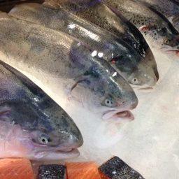 Норвежский лосось. Фото Undercurrent News