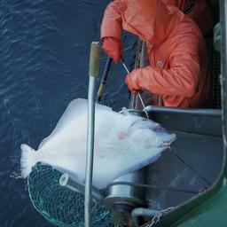 Ярусный лов палтуса на Дальнем Востоке. Фото предоставлено РК «Восток-1»