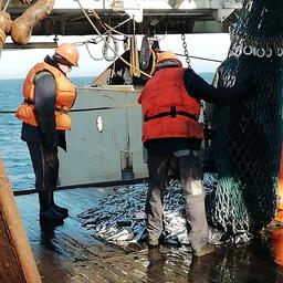 Выливка тралового улова. Фото пресс-службы АтлантНИРО