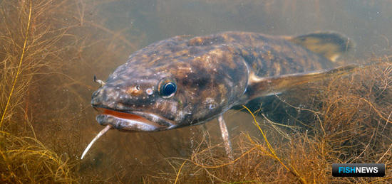 Власти Карелии установили нормы для расчета ущерба от незаконной рыбалки. Фото с сайта fishingday.org