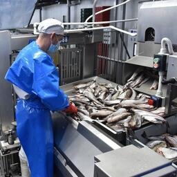 Переработка минтая на рыбозаводе в Приморье