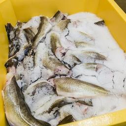 Прибрежному рыболовству отводится особая роль в развитии приморских территорий. Фото пресс-службы правительства Мурманской области