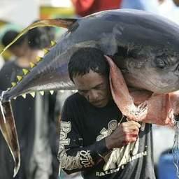 Мозамбикский рыбак несет добытого тунца. Фото портала Plataforma